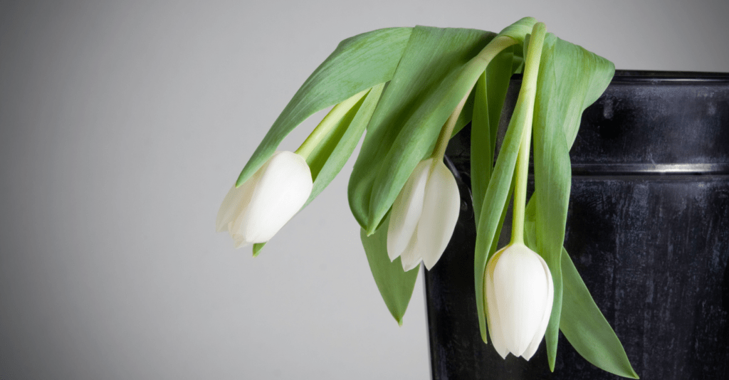 Povadlé tulipány jako symbol vyčerpání ženské energie a psychosomatika, kterou doprovází myomy.
